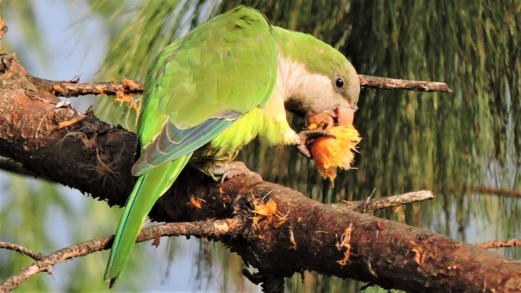 Gobierno activa plan para controlar la superpoblación de cotorras en zonas productivas: productores reportan pérdidas de hasta 50%