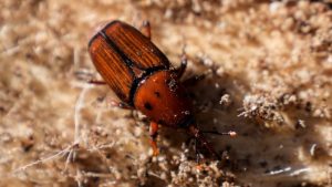 Picudo rojo llegó a Rocha: otros departamentos deben encarar el tema, porque si sigue habiendo focos por todos lados «es imparable»