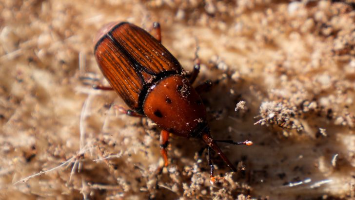 Picudo rojo llegó a Rocha: otros departamentos deben encarar el tema, porque si sigue habiendo focos por todos lados «es imparable»