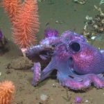 Búsqueda de petróleo en Uruguay debería tener más medidas para mitigar el impacto en la fauna marina, advierte biólogo de Udelar