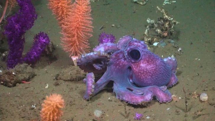 Búsqueda de petróleo en Uruguay debería tener más medidas para mitigar el impacto en la fauna marina, advierte biólogo de Udelar