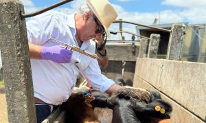 Sigue la preocupación por la garrapata