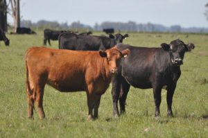 El mercado de haciendas se mantiene estable y al alza