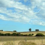 Ganadería, trazabilidad, lechería y más: el valor Agregado de este jueves