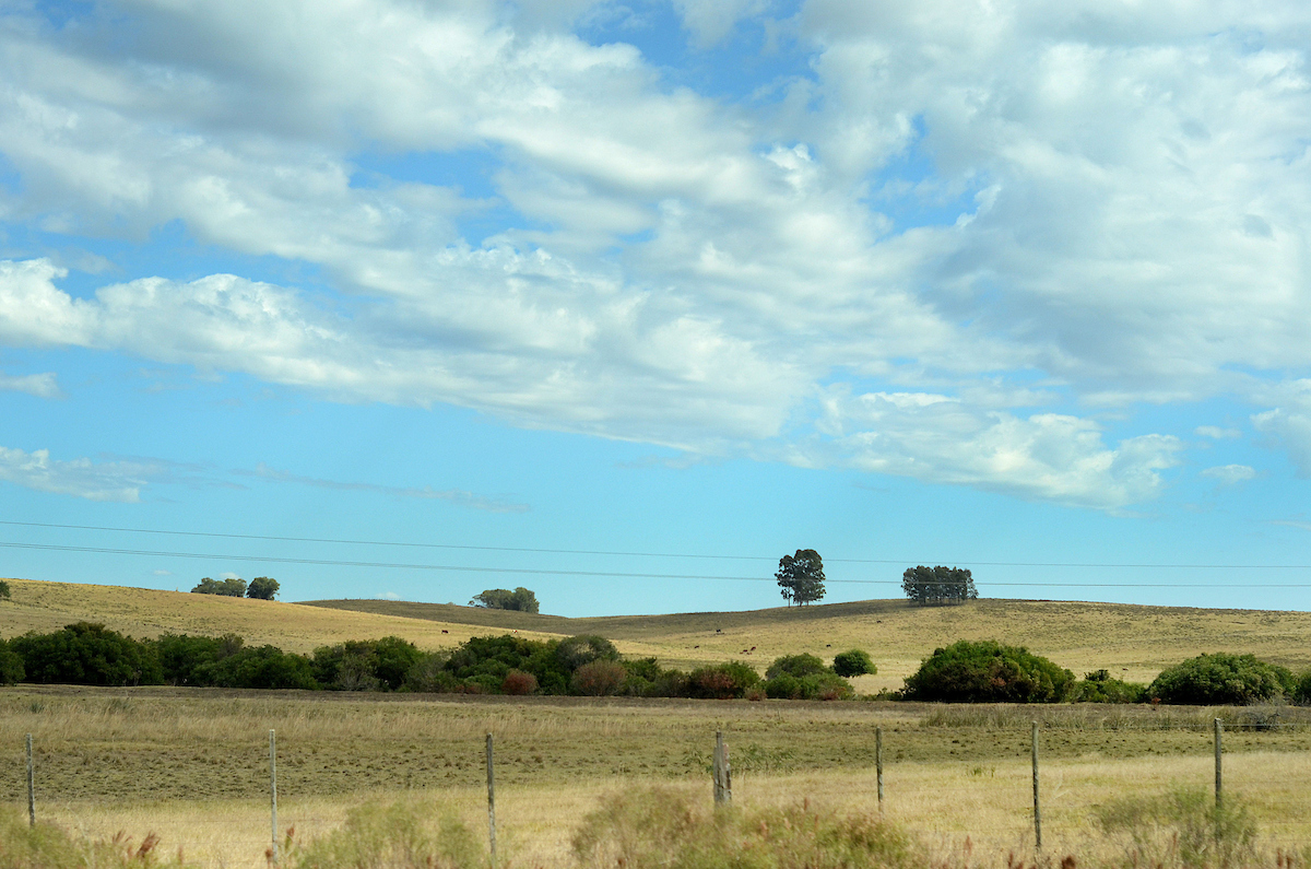 Negocios, lechería, ganadería y más: el Valor Agregado de este viernes