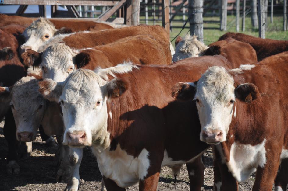 Sube el precio del ganado con buena faena