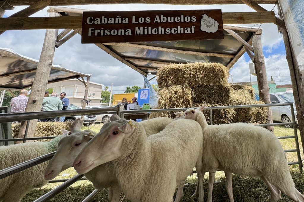 La 4ª Fiesta de la Frisona Milchschaf se realizará el sábado 6 y domingo 7 de diciembre en Castellanos