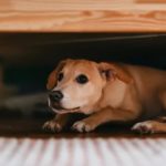 Pirotecnia y bienestar animal: el INBA advierte por los riesgos y apuesta a un cambio cultural