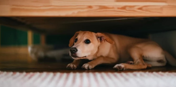 Pirotecnia y bienestar animal: el INBA advierte por los riesgos y apuesta a un cambio cultural