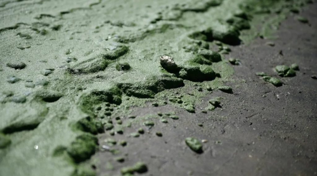 Cianobacterias en Laguna del Sauce: OSE asegura que no afectan la potabilización