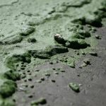 Cianobacterias en Laguna del Sauce: OSE asegura que no afectan la potabilización