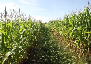 Proyectan aumento en el área del maíz