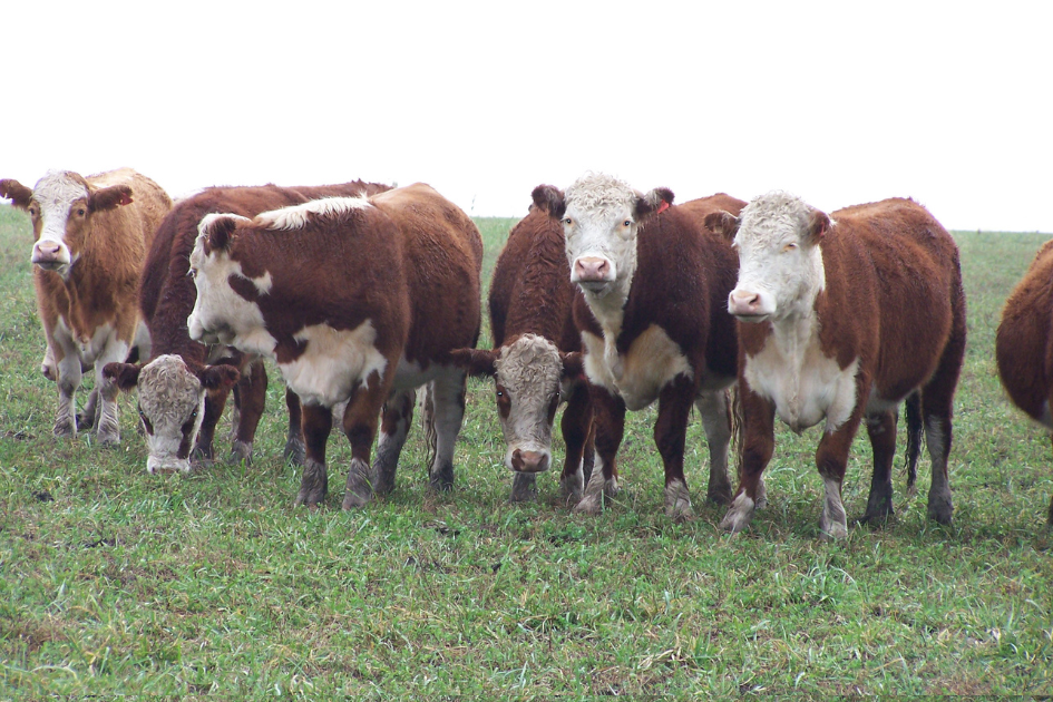 Mercado ganadero estable con pocos negocios