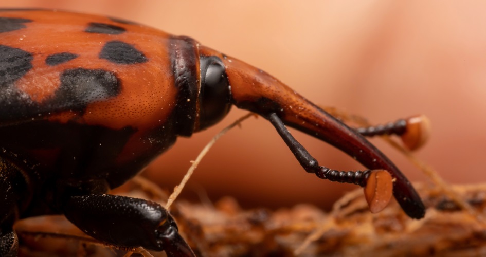 Intendencia de Rocha en alerta: “no hay foco de picudo rojo” cerca de los Palmares