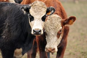 Mercado de la carne, haciendas, mejoramientos y más: el Valor Agregado de este martes