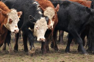 Mercado internacional, agricultura, haciendas y más: el Valor Agregado de este martes