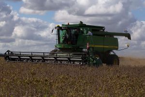 Lluvias mejoran estado de los cultivos
