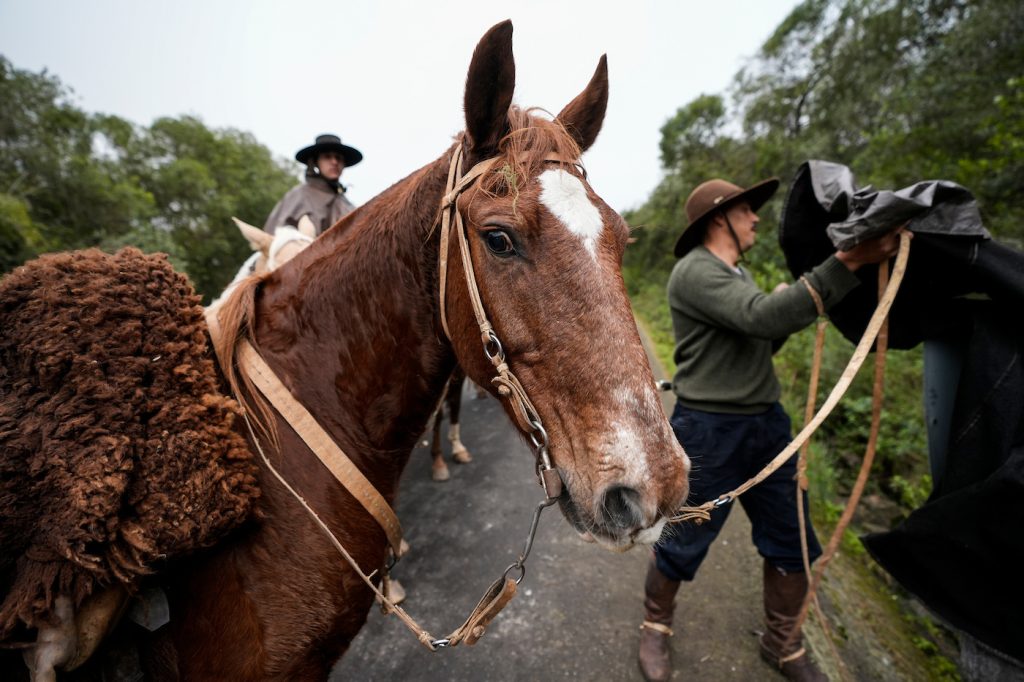 Tala se prepara para una nueva Noche de Doma y Folklore con fuerte presencia internacional