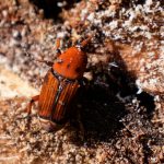 Picudo rojo: experto cuestiona técnica utilizada en Uruguay y propone inyección con insecticidas en tronco de palmeras