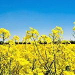 Creció el área de colza según URUPOV