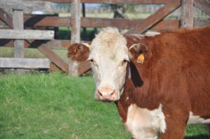 Nueva suba en el precio del ganado