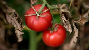 Sequía: en el sur del país la situación es de «alerta» amarilla, dicen desde INIA