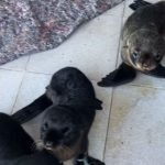 SOS Rescate de Fauna Marina tiene 13 cachorros de lobo marino que llegaron con el temporal