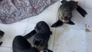 SOS Rescate de Fauna Marina tiene 13 cachorros de lobo marino que llegaron con el temporal