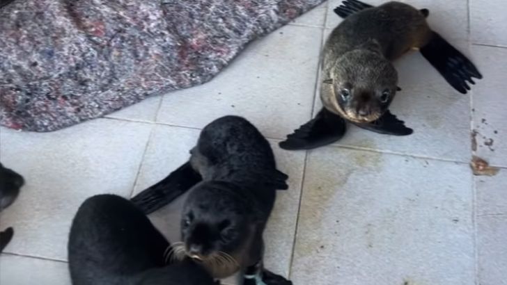 SOS Rescate de Fauna Marina tiene 13 cachorros de lobo marino que llegaron con el temporal