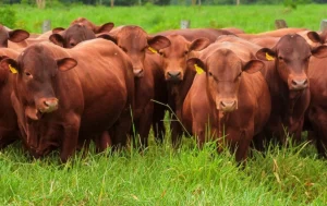 Sube el ganado gordo en el comienzo del año