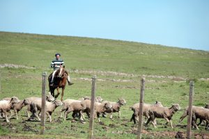 Mercados, lechería, sanidad y más: el Valor Agregado de este lunes