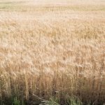 Precio de los granos bajo presión