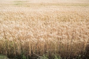 Precio de los granos bajo presión