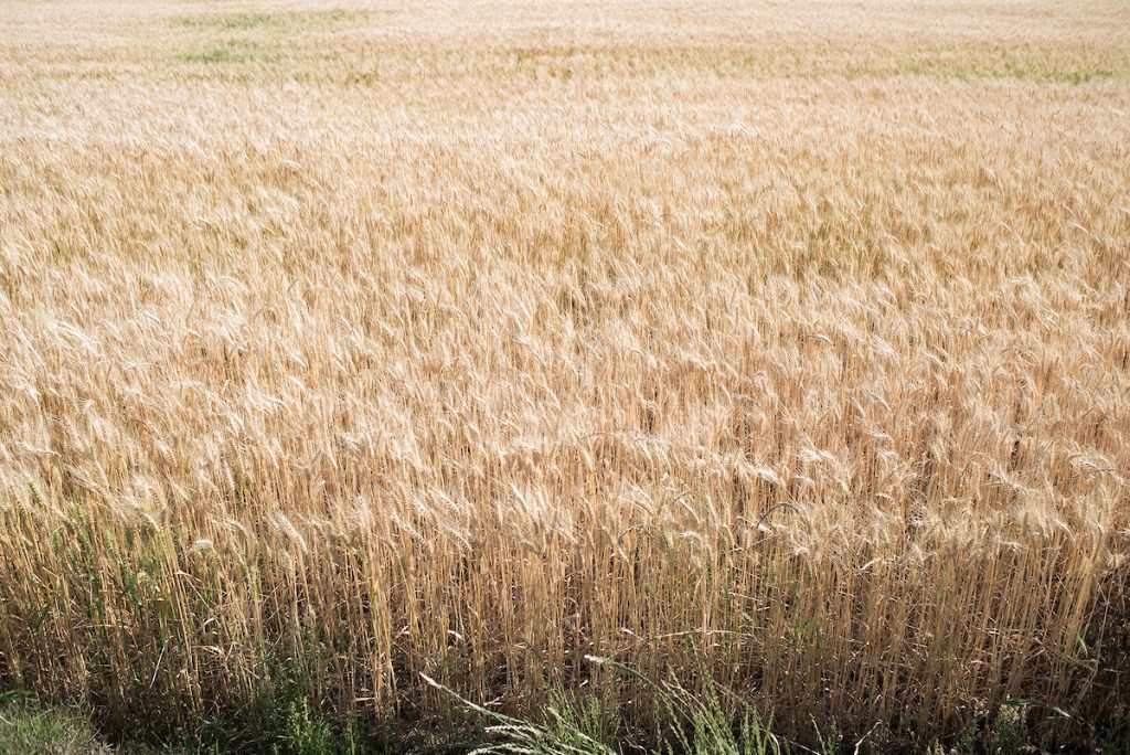 Precio de los granos bajo presión