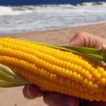 ¿Qué comemos hoy?: La UAM recomienda el consumo de choclo, sandia y cebolla