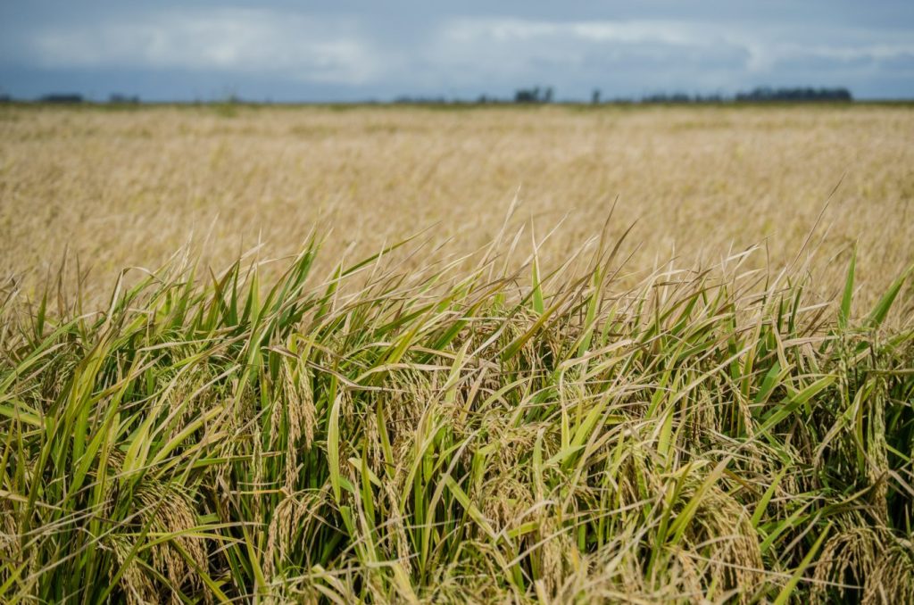 Arroceros alertan por caída de precios y reclaman medidas para mejorar la competitividad