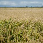 Arroceros alertan por caída de precios y reclaman medidas para mejorar la competitividad