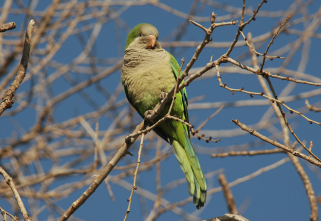 Cotorras provocan pérdidas de hasta 50% en la fruticultura del sur del país