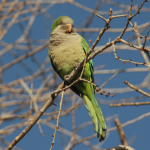Cotorras provocan pérdidas de hasta 50% en la fruticultura del sur del país