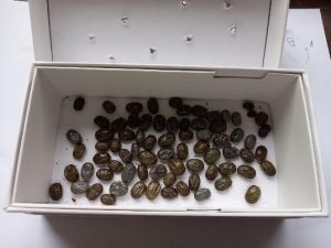 Novedades en el combate a la garrapata