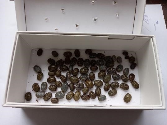 Novedades en el combate a la garrapata