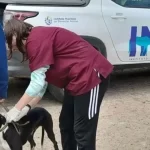 Más del 90% de mordeduras de perros corresponden a mascotas con “tenedores irresponsables” dice el INBA 