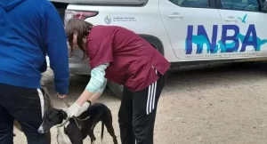 Más del 90% de mordeduras de perros corresponden a mascotas con “tenedores irresponsables” dice el INBA 