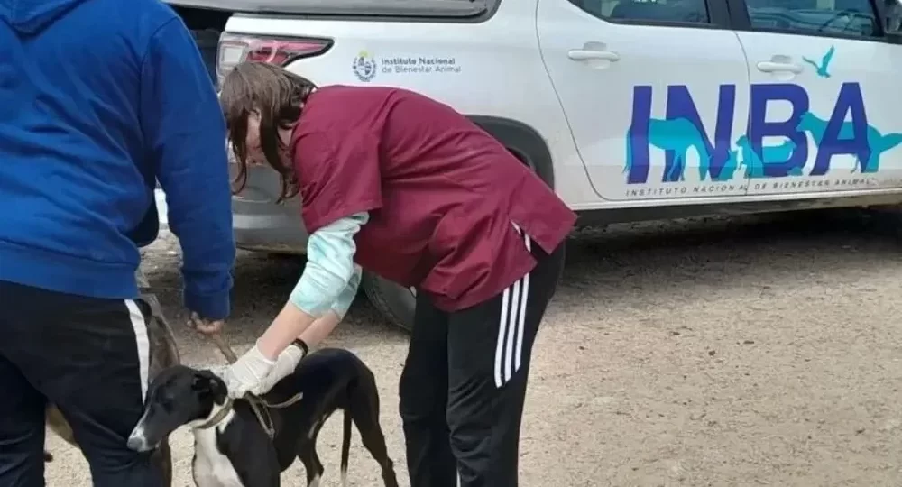 Más del 90% de mordeduras de perros corresponden a mascotas con “tenedores irresponsables” dice el INBA 