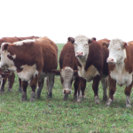 Sigue firme el precio del ganado para faena