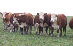 Acuerdo Unión Europea – Mercosur, negocio del corral, mercados y más: el Valor Agregado de este lunes