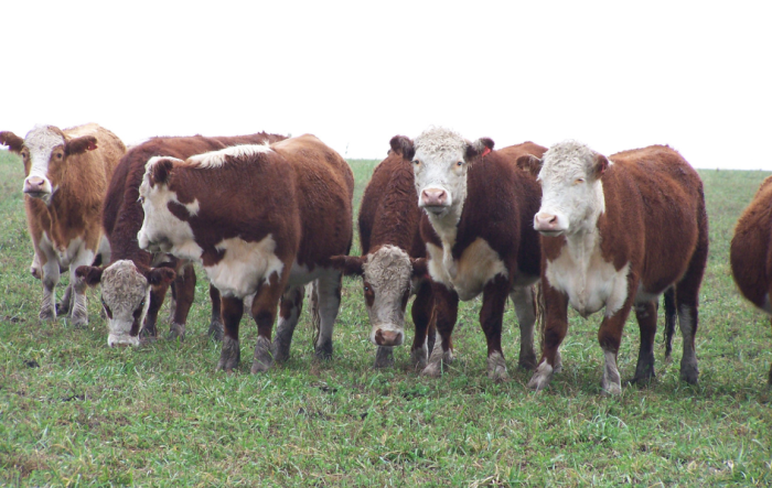 Sigue firme el precio del ganado para faena