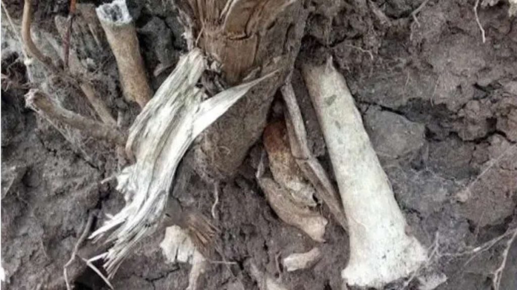 Antropólogos viajan a Carmelo por restos óseos humanos encontrados tras remoción de árbol