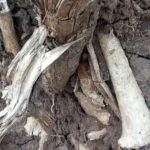 Antropólogos viajan a Carmelo por restos óseos humanos encontrados tras remoción de árbol