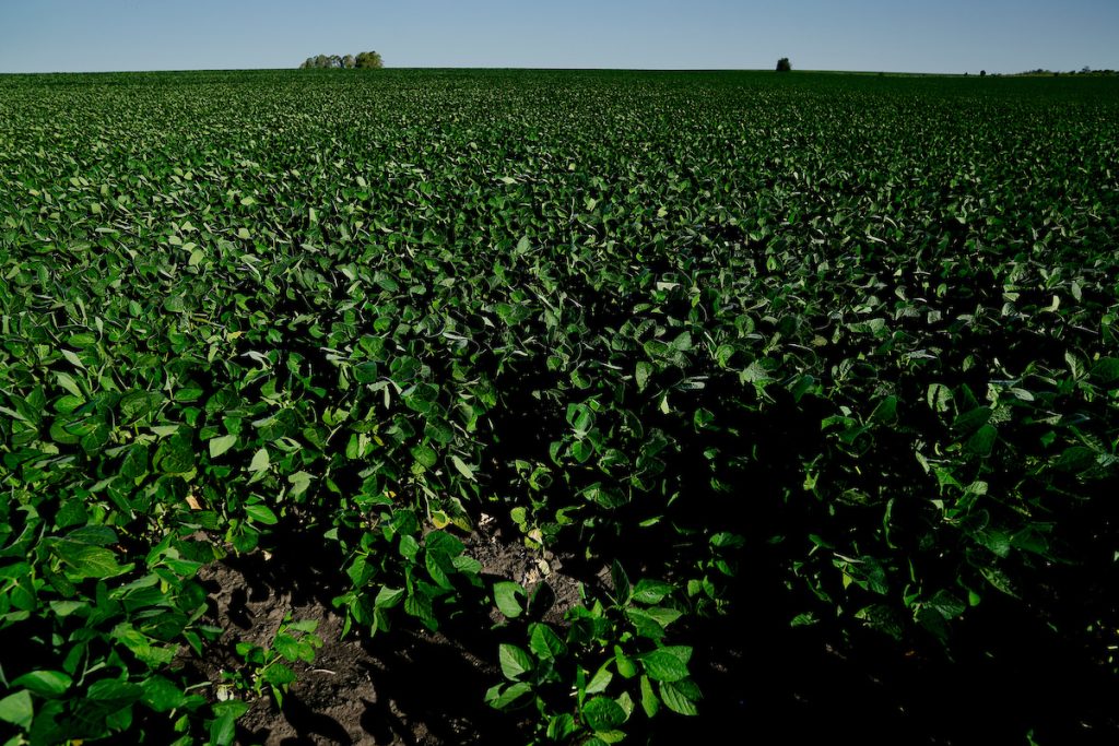 Sube el precio de la soja y alcanza 390 dólares la tonelada